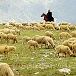 Горные пастбища.