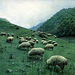 Горные пастбища.