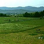 Горные пастбища.
